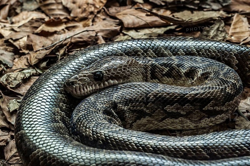 Cuban boa
