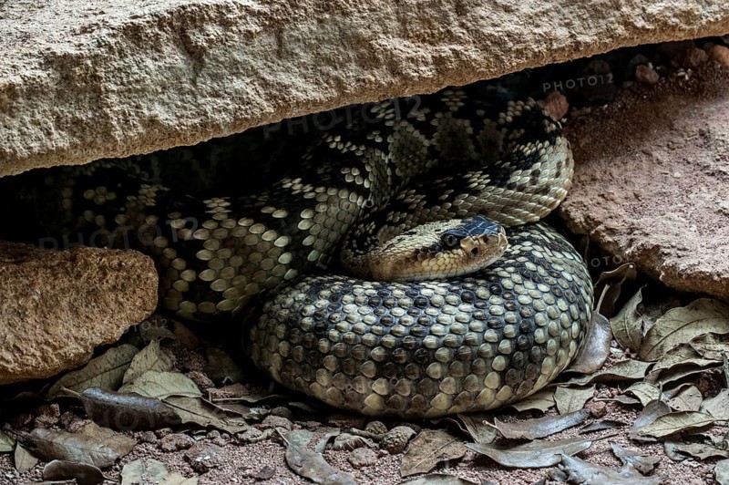 Northern black-tailed rattlesnake