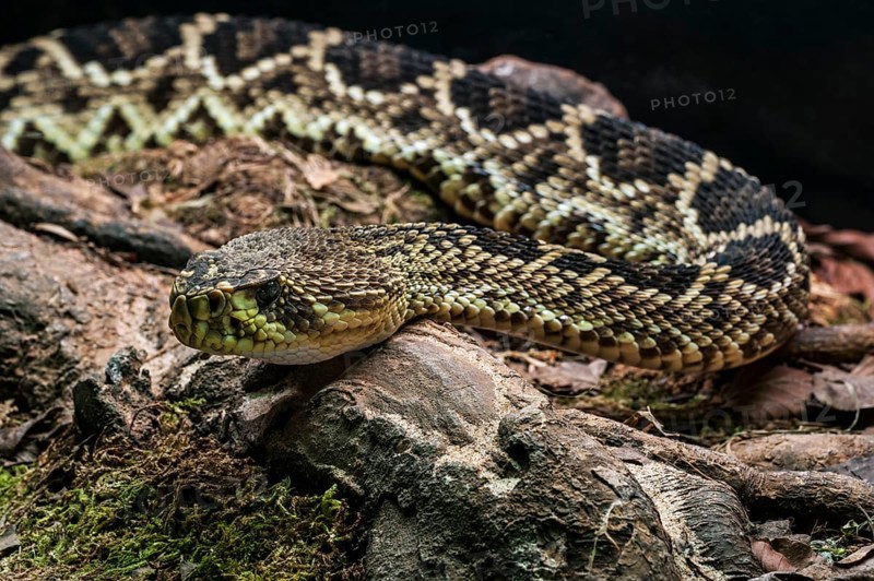 Eastern diamondback rattlesnake
