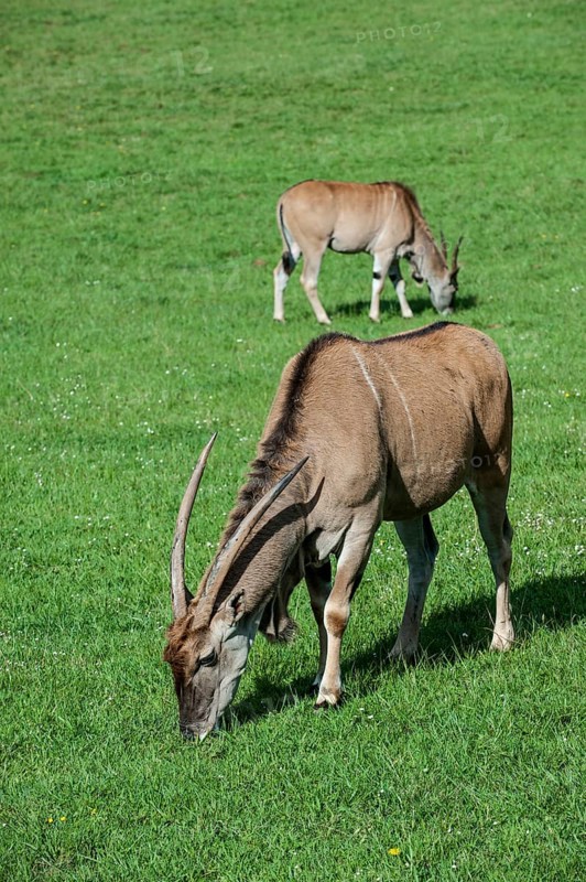 Tragelaphus oryx