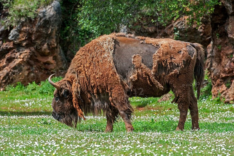 Moulting European bison
