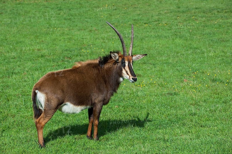 Sable antelope