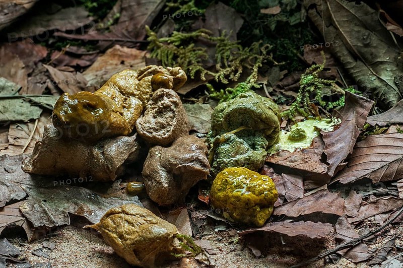 Fresh droppings from Eastern diamondback rattlesnake