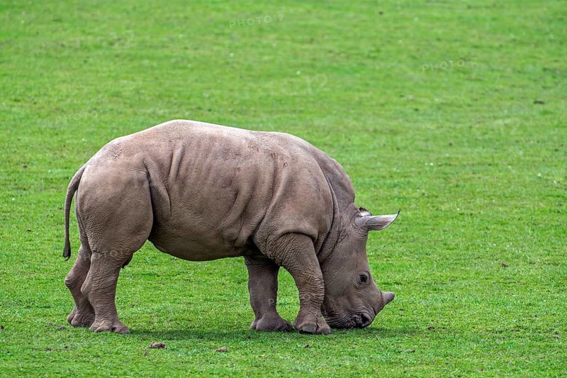 White rhinoceroses