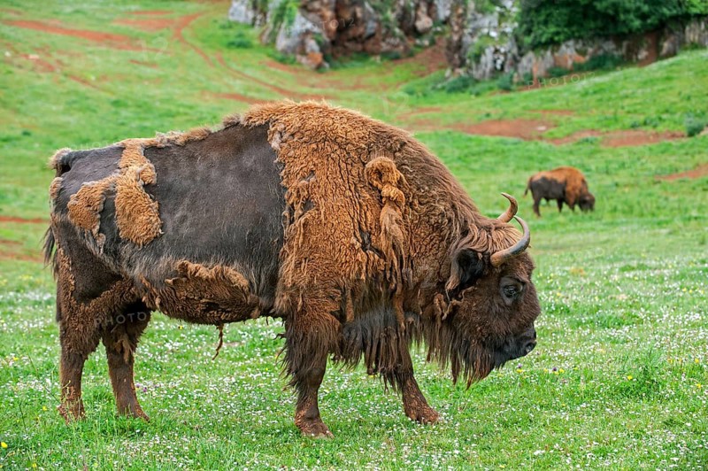 Moulting European bison