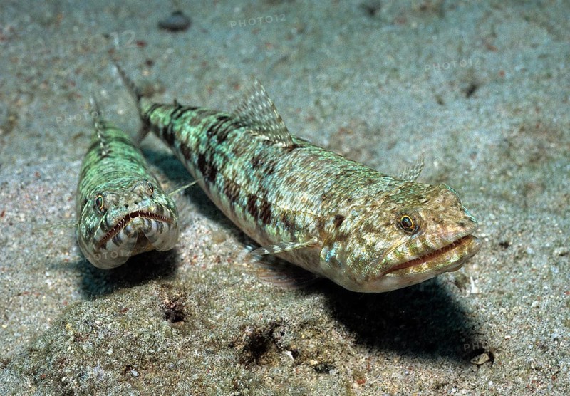 Variegated lizardfish