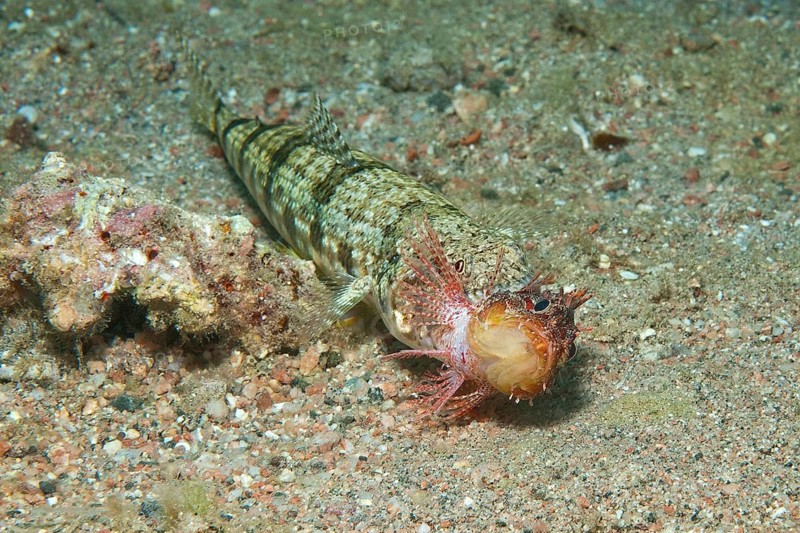 Variegated lizardfish