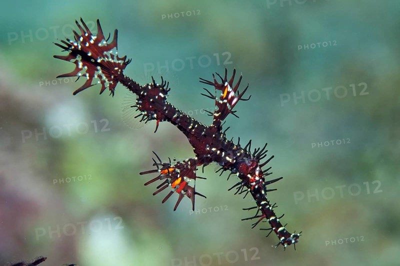Ornate ghost pipefish