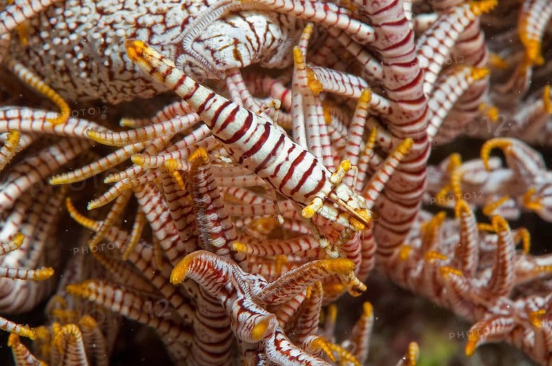 Feather star shrimp