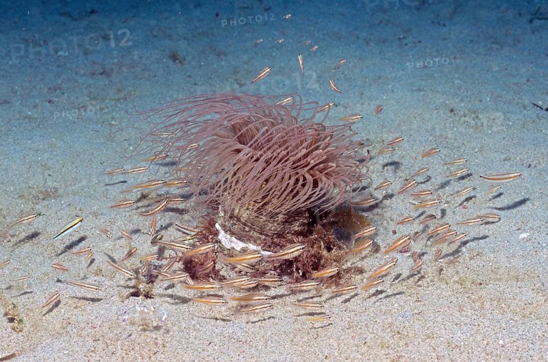 Cylinder rose with fish on seabed