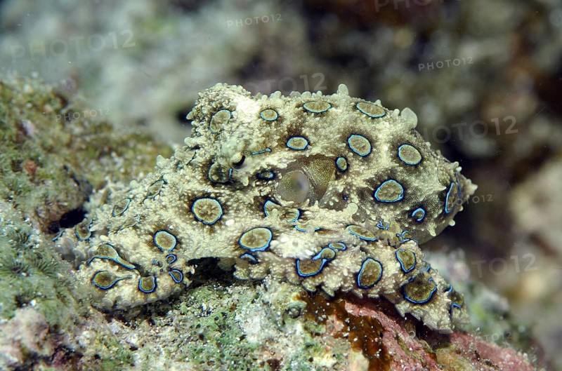 Greater blue-ringed octopus