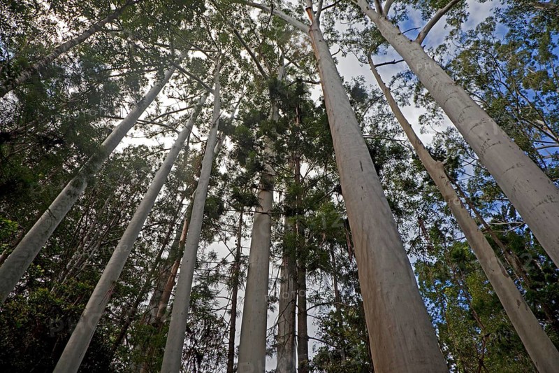 Australian White Birch
