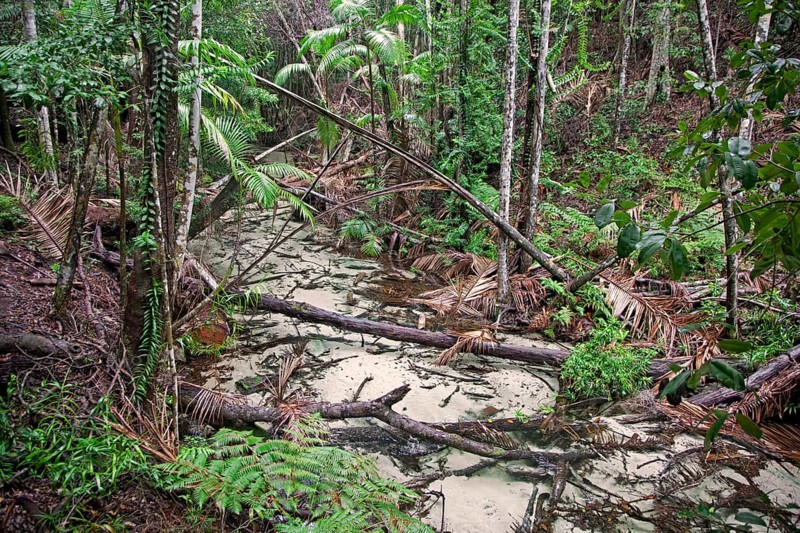 Stream in the mangrove forest on Fraser Island