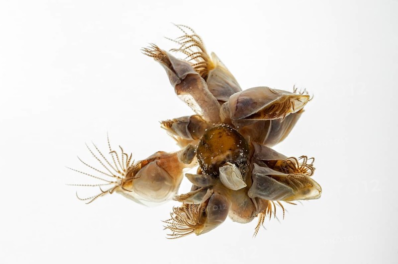 Blue goose barnacles