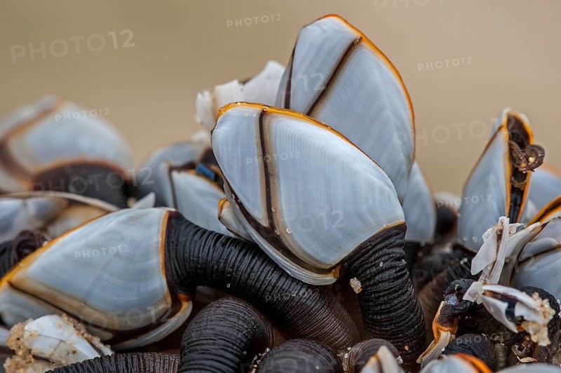 Common goose barnacles