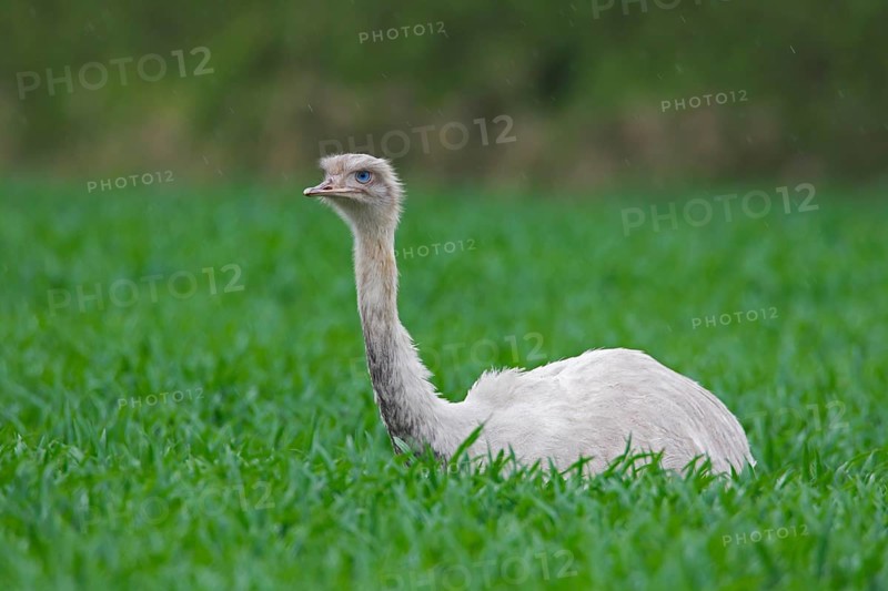 Leucistic Greater rhea