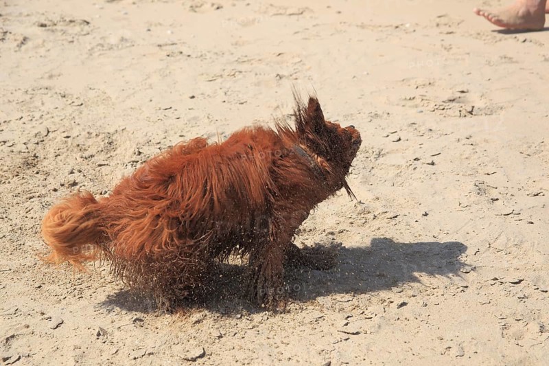 Cavalier King Charles Spaniel