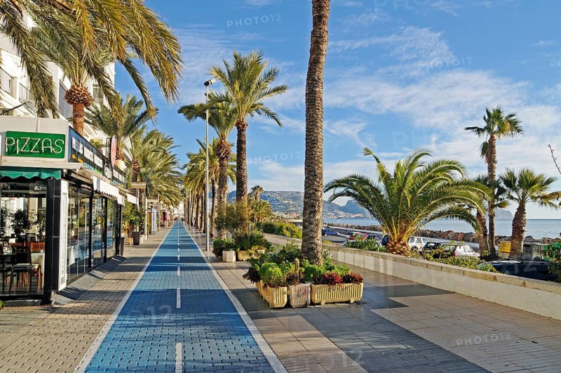 Palm trees