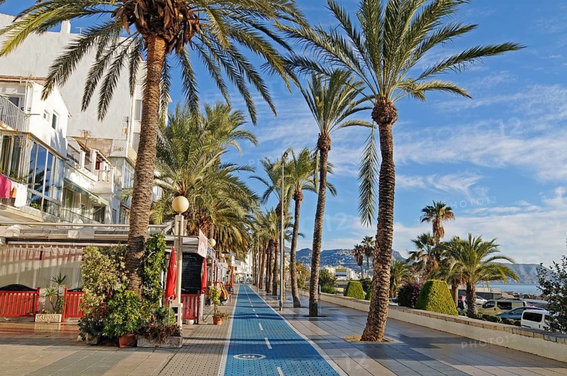 Palm trees
