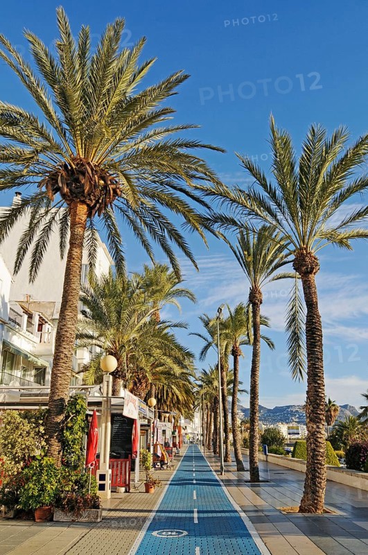 Palm trees