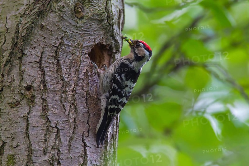Lesser spotted woodpecker