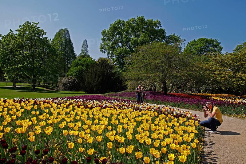 Tulip beds