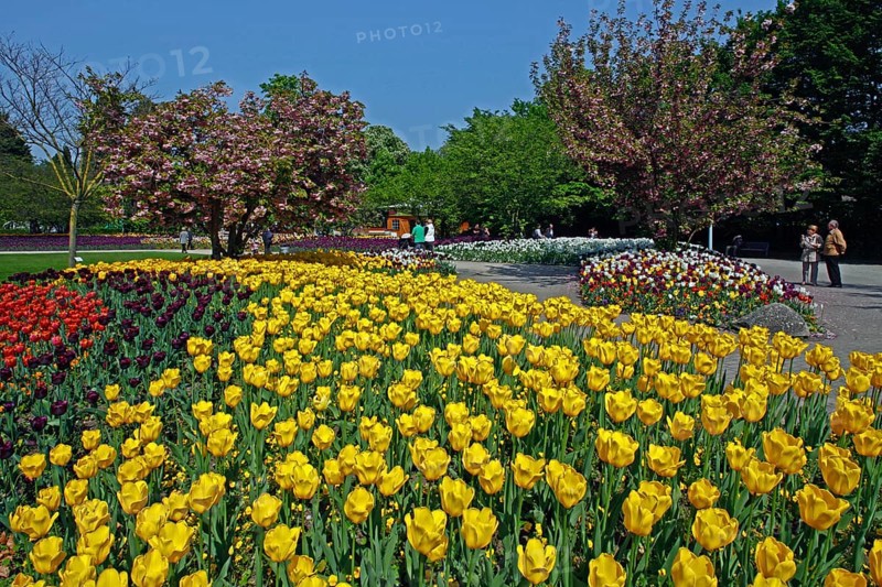 Tulip beds