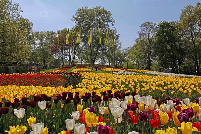 Sea of Tulips