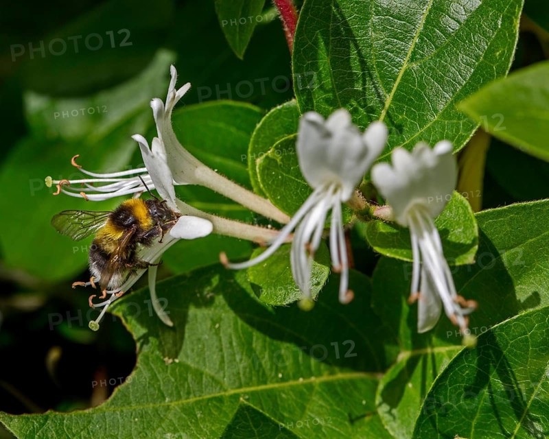 Garden bumblebee