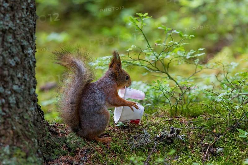 Eurasian red squirrel