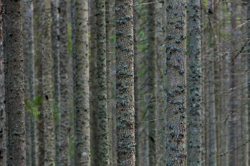Spruces