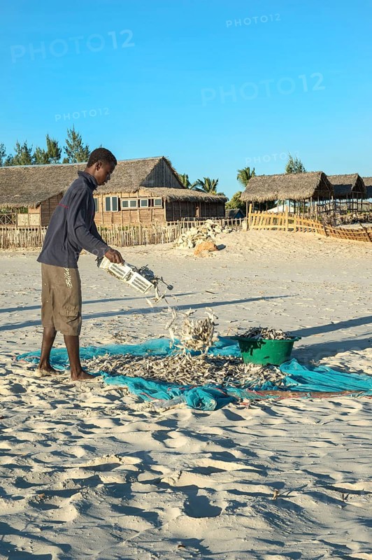 Malagasy fishermen collect dried fish on the beach