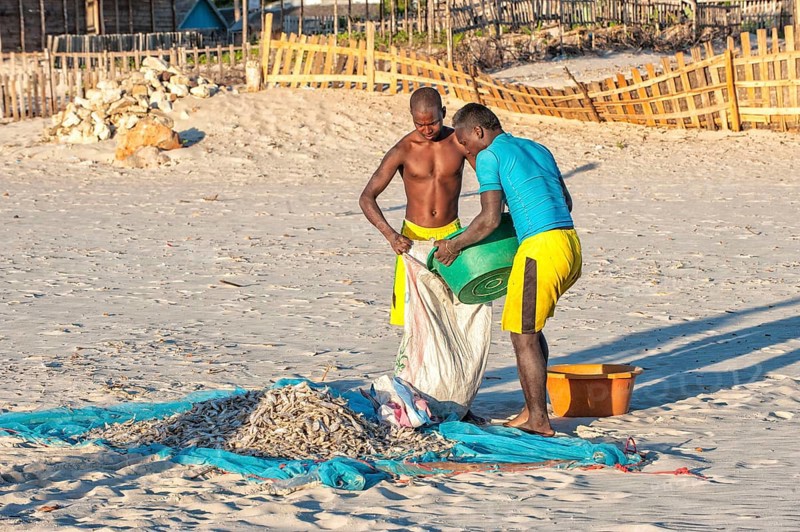 Malagasy fishermen collect dried fish on the beach