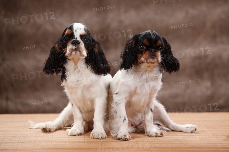 King Charles Spaniel