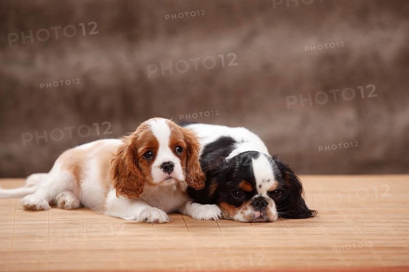 Cavalier King Charles Spaniel