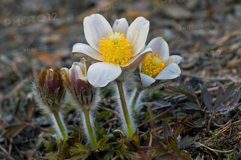 Anemone vernalis