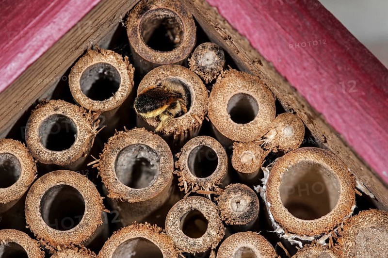 Mason bee