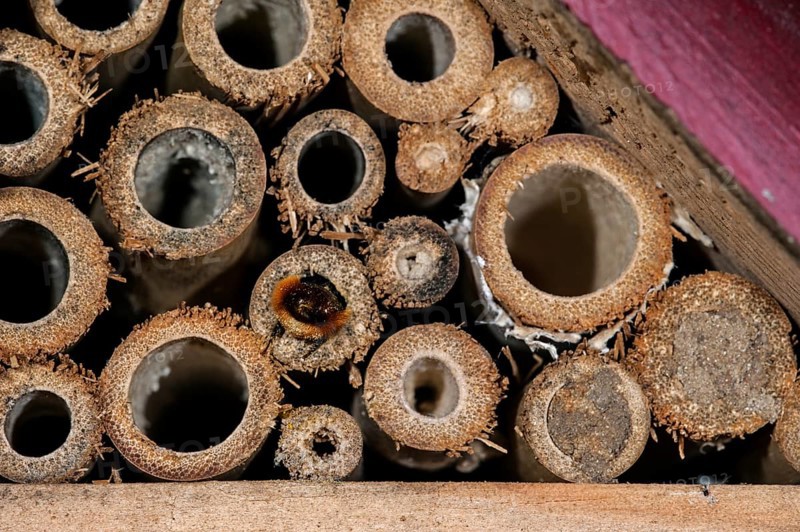 Mason bee
