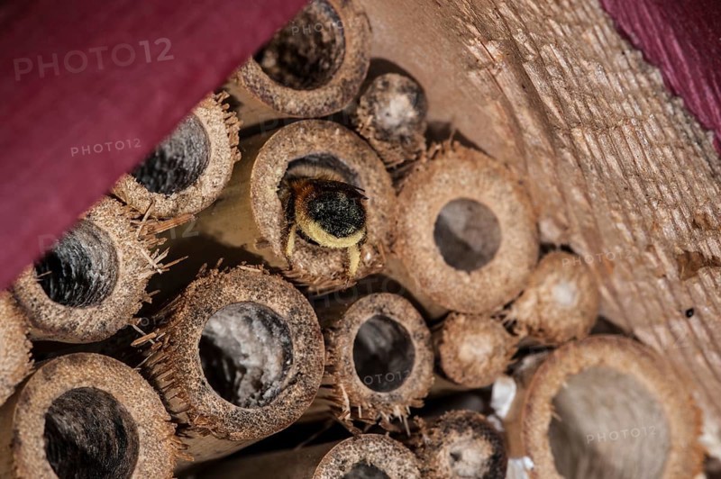 Mason bee
