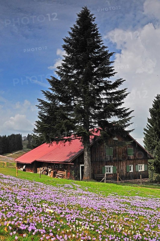 Crocuses