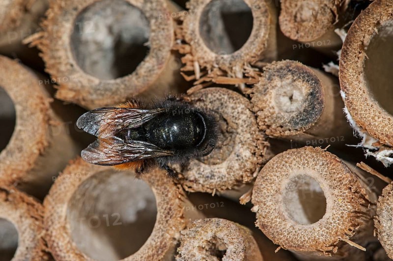 Mason bee