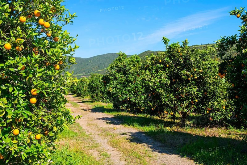 Orange grove