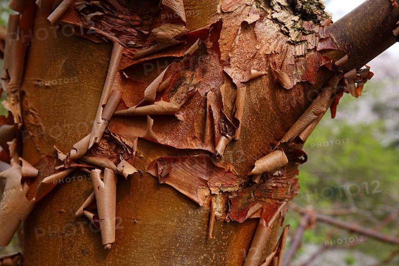 Paperbark maple
