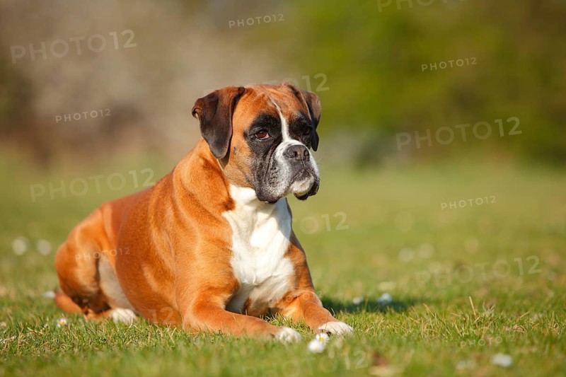 German Boxer