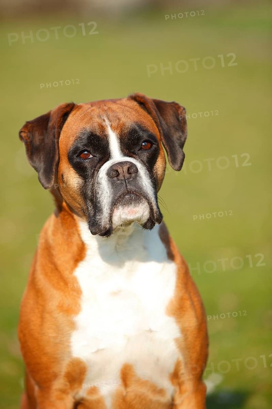German Boxer