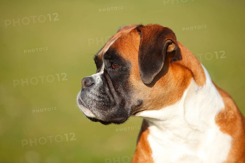 German Boxer
