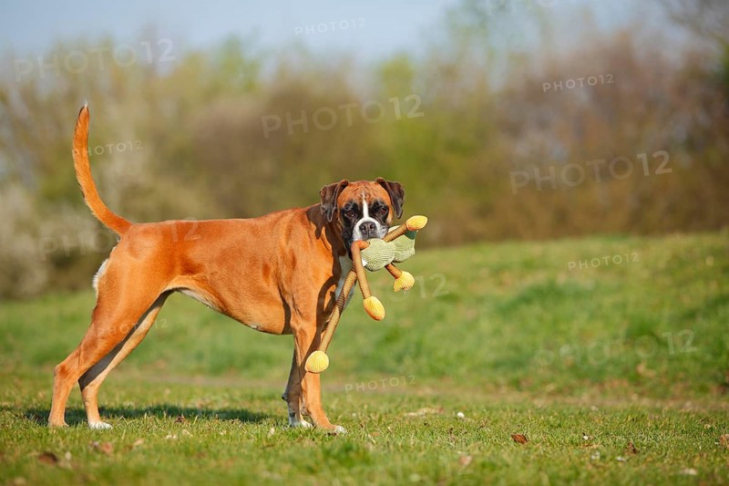 German Boxer