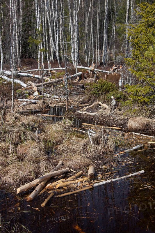 Felled birch trees by Eurasian beaver