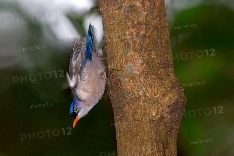 Velvet-fronted nuthatch