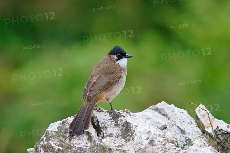 Brown-breasted Bulbul